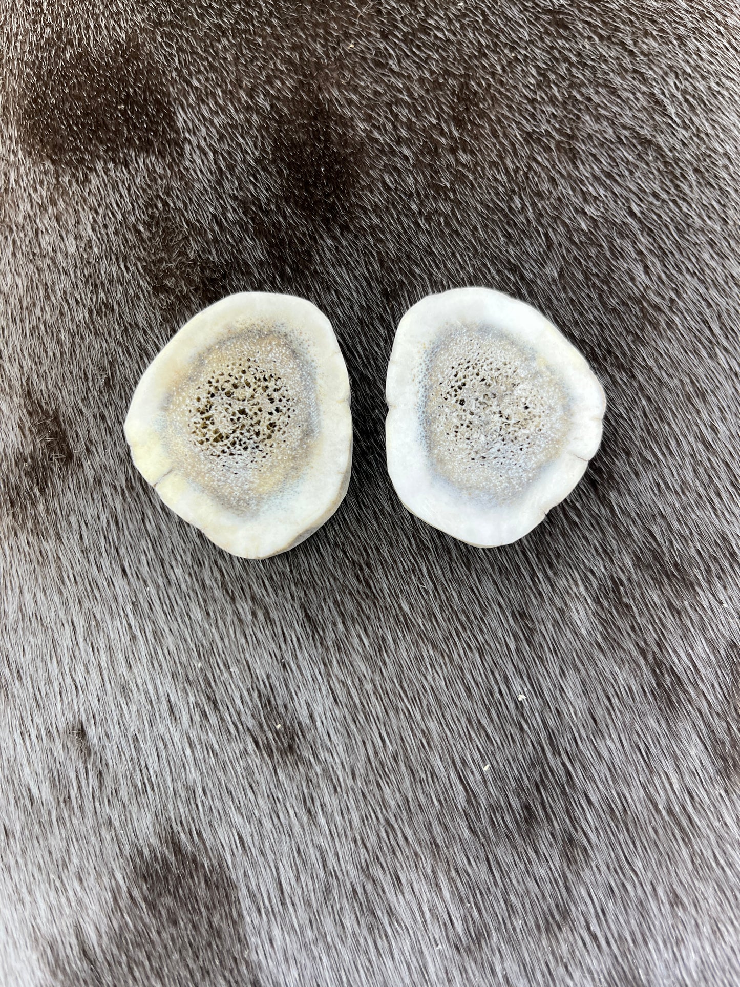 Elk Antler Slices