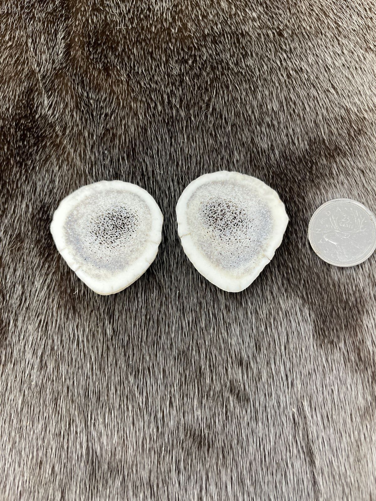 Elk Antler 5