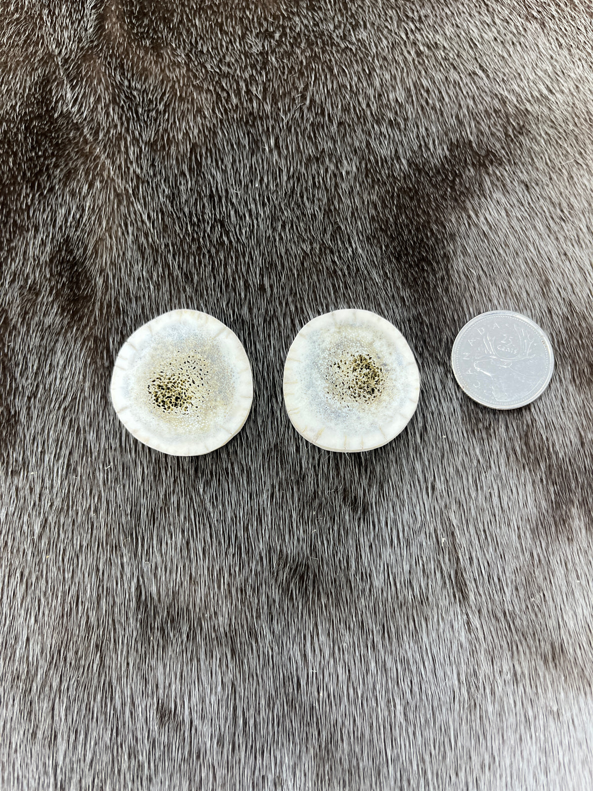 Elk Antler 8