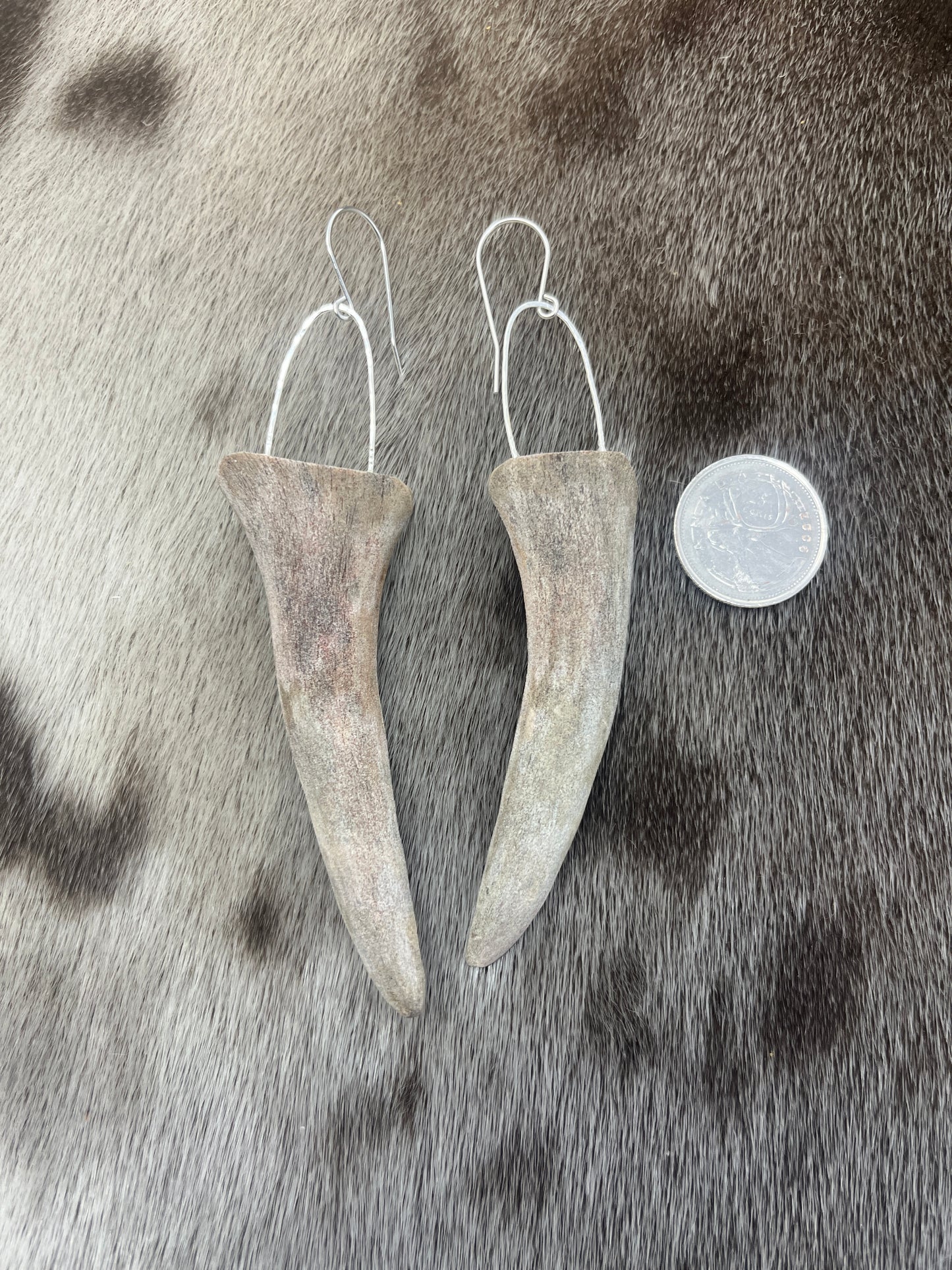 Caribou Antler Sliced Tips