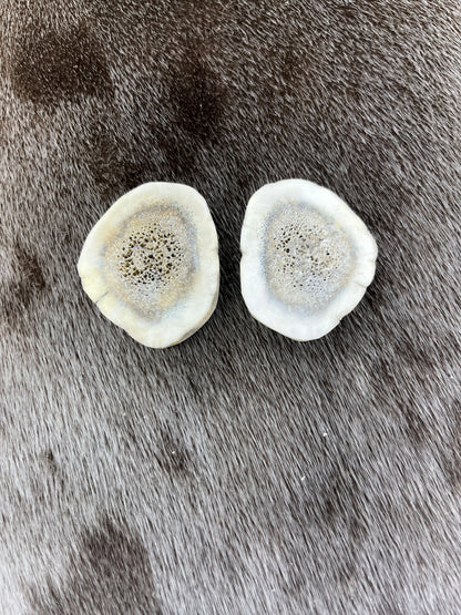 Elk Antler Slices