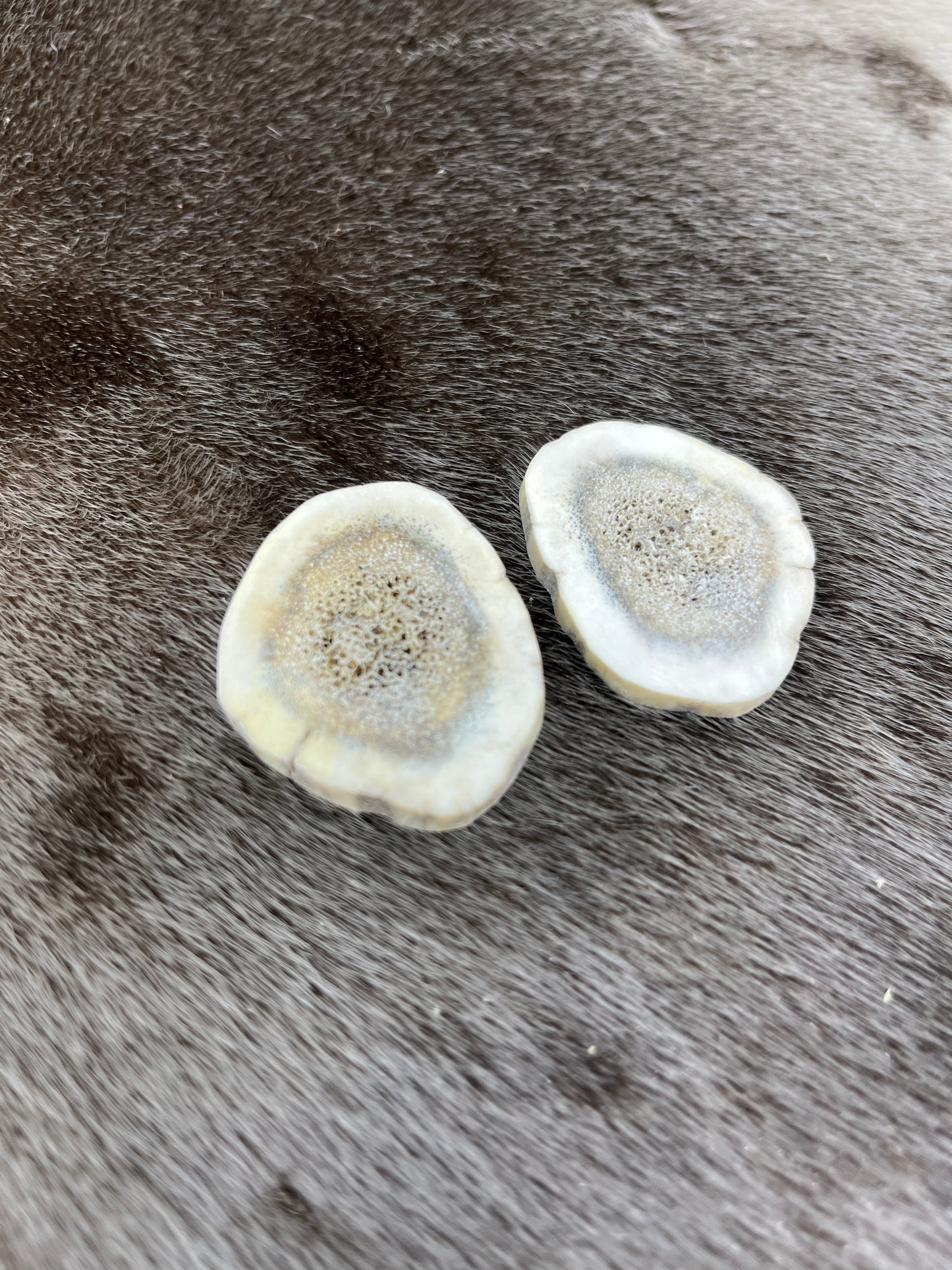 Elk Antler Slices