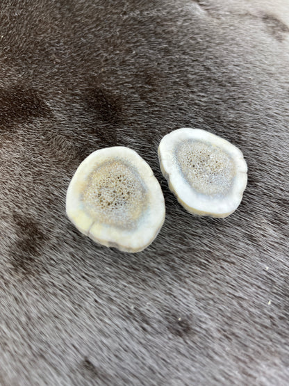 Elk Antler Slices