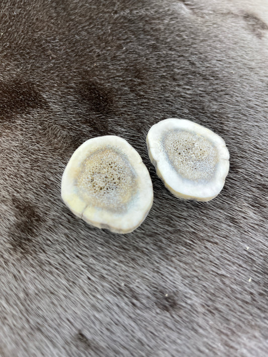 Elk Antler Slices