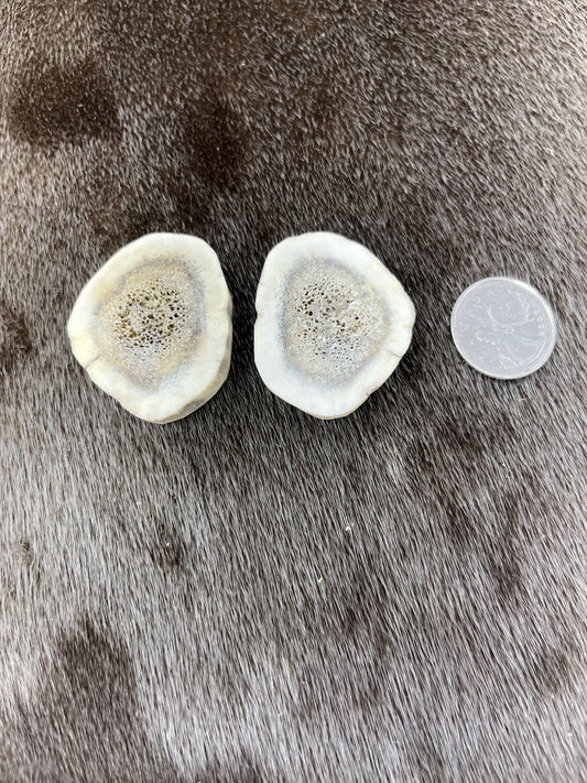 Elk Antler Slices
