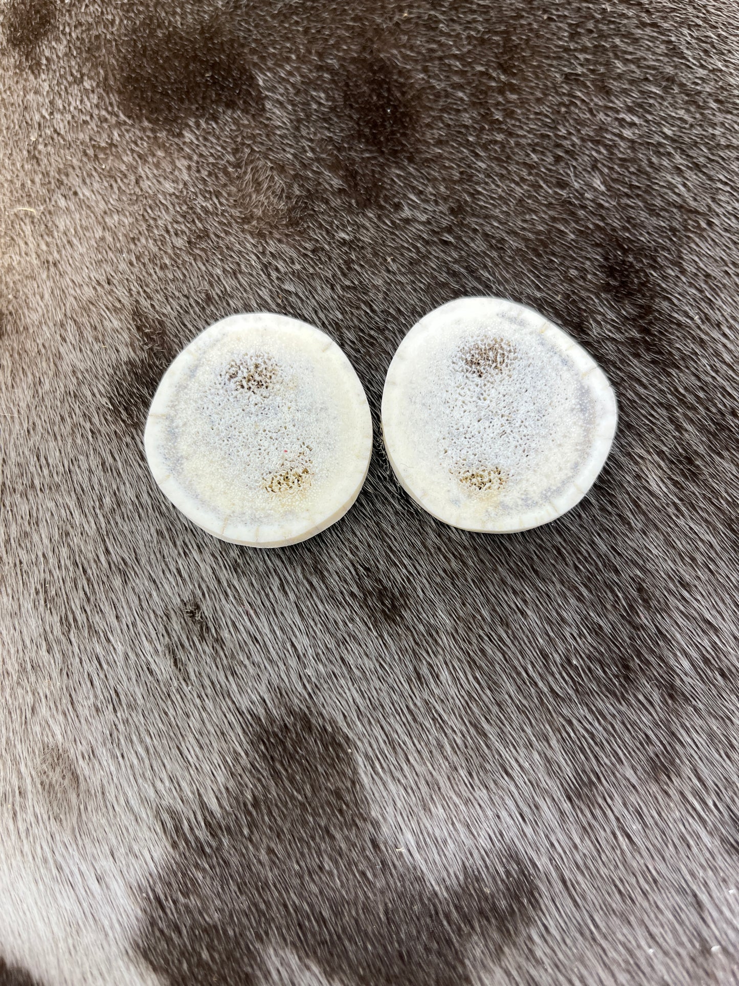 Large Elk Antler Slices