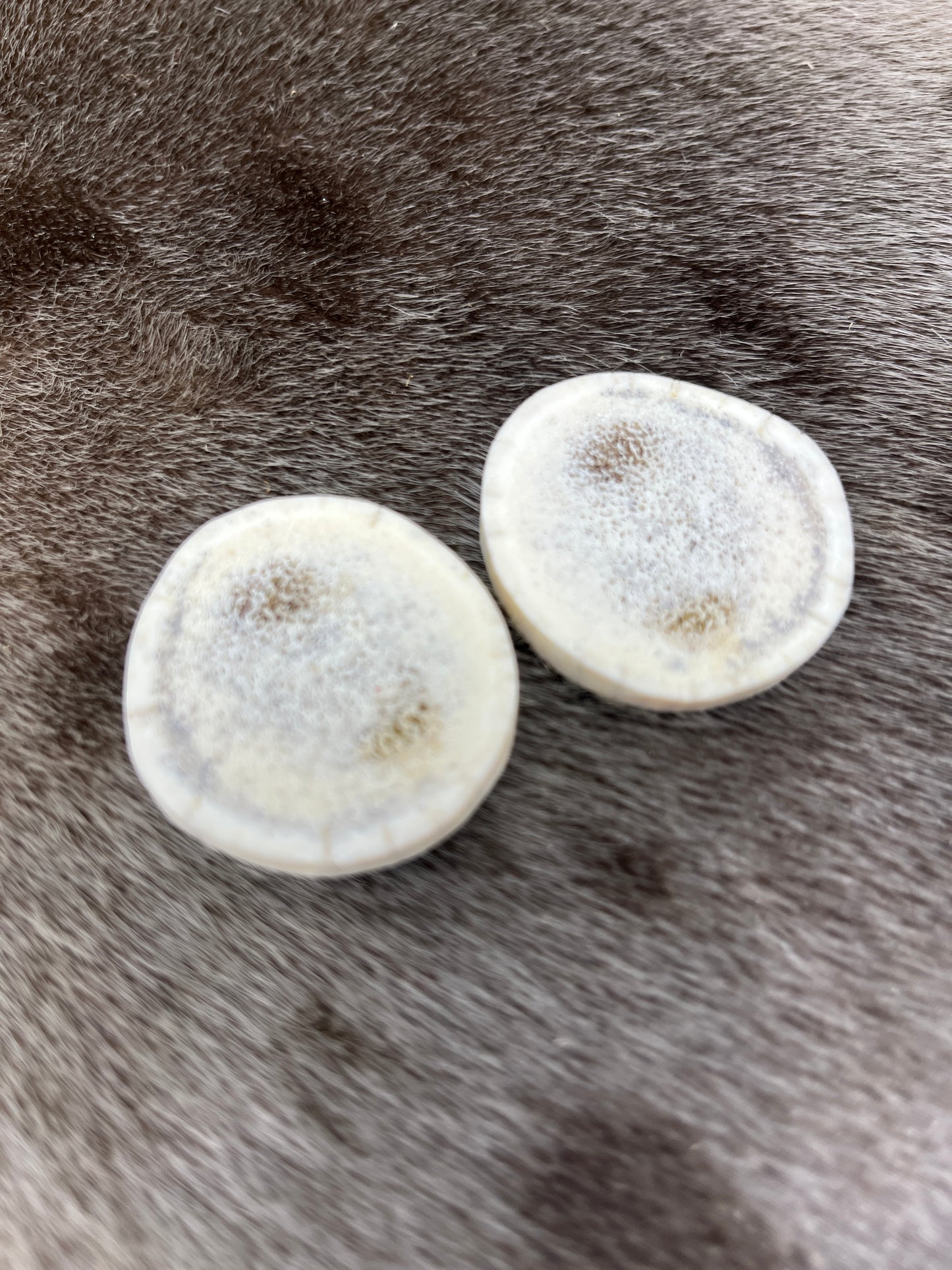 Large Elk Antler Slices