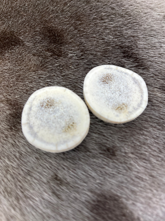 Large Elk Antler Slices