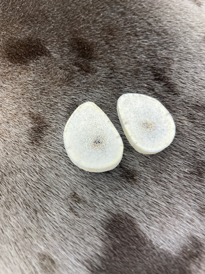 Elk Antler Slices 1