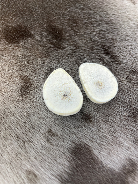 Elk Antler Slices 1