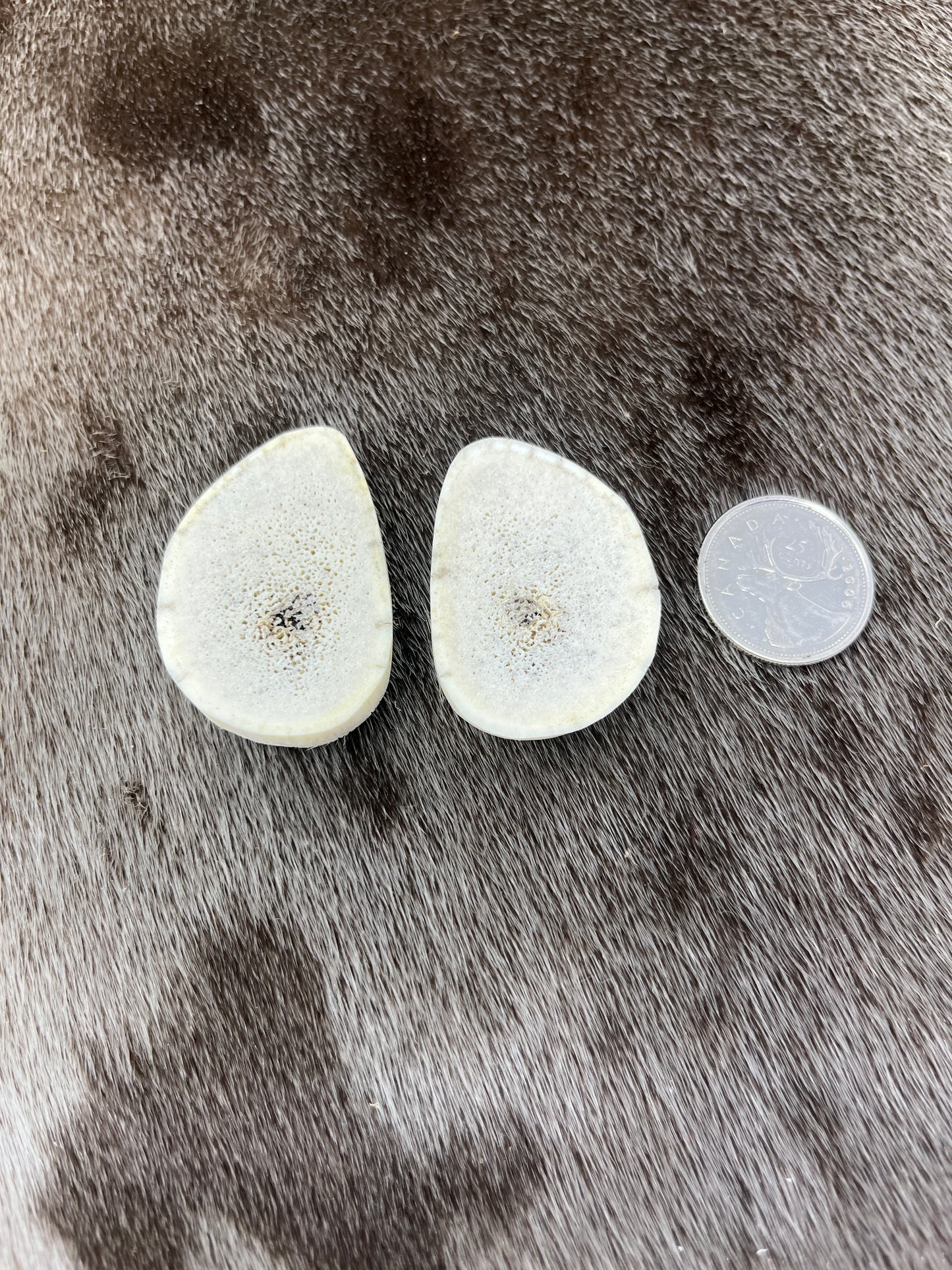 Elk Antler Slices 1