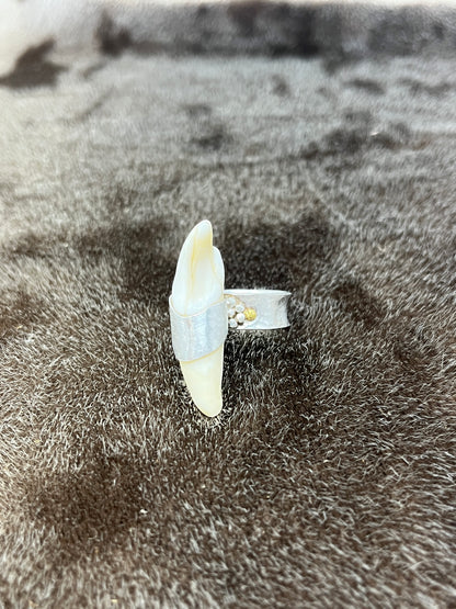 Polar Bear Ring