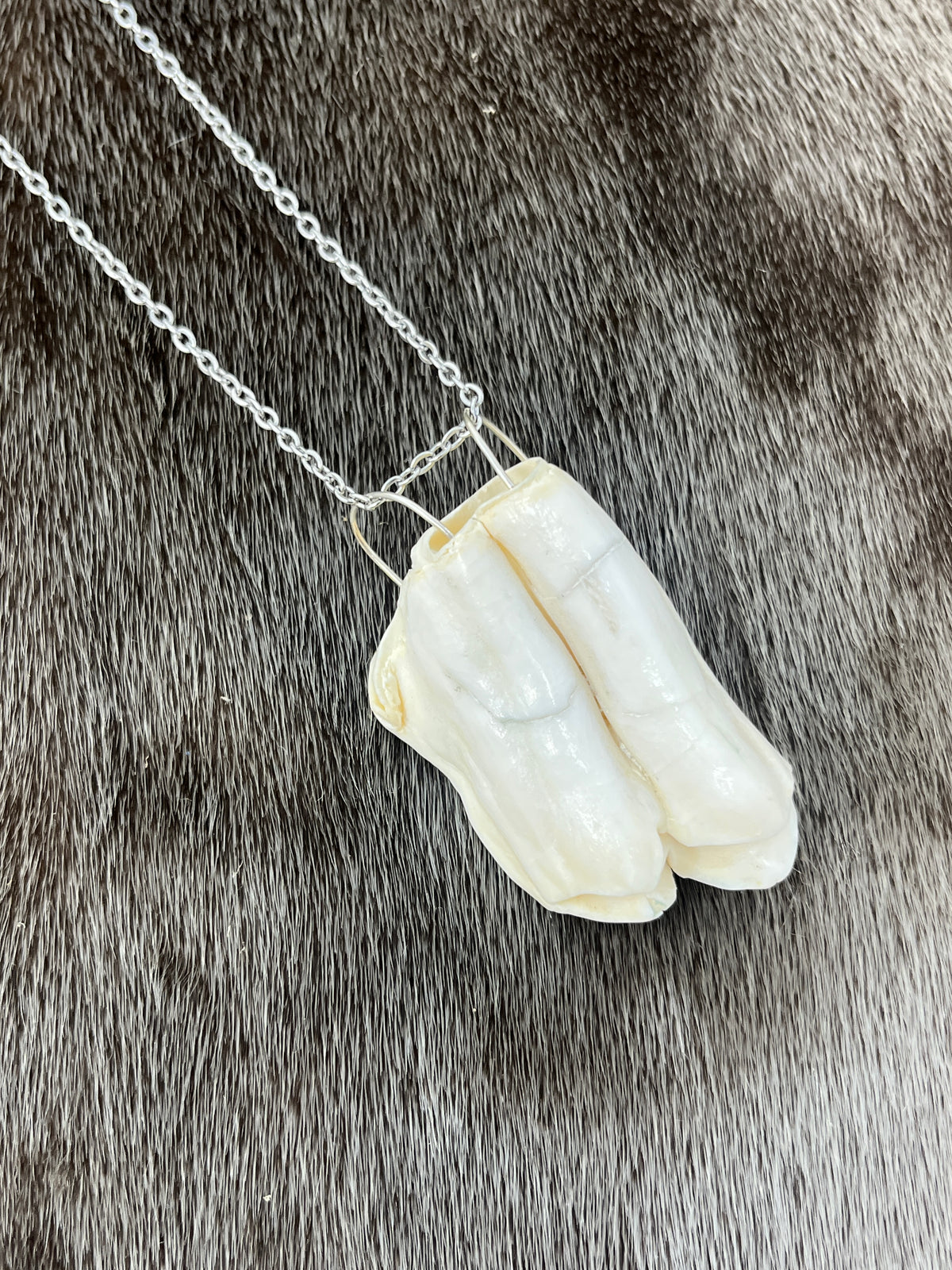 Muskox Tooth Pendant