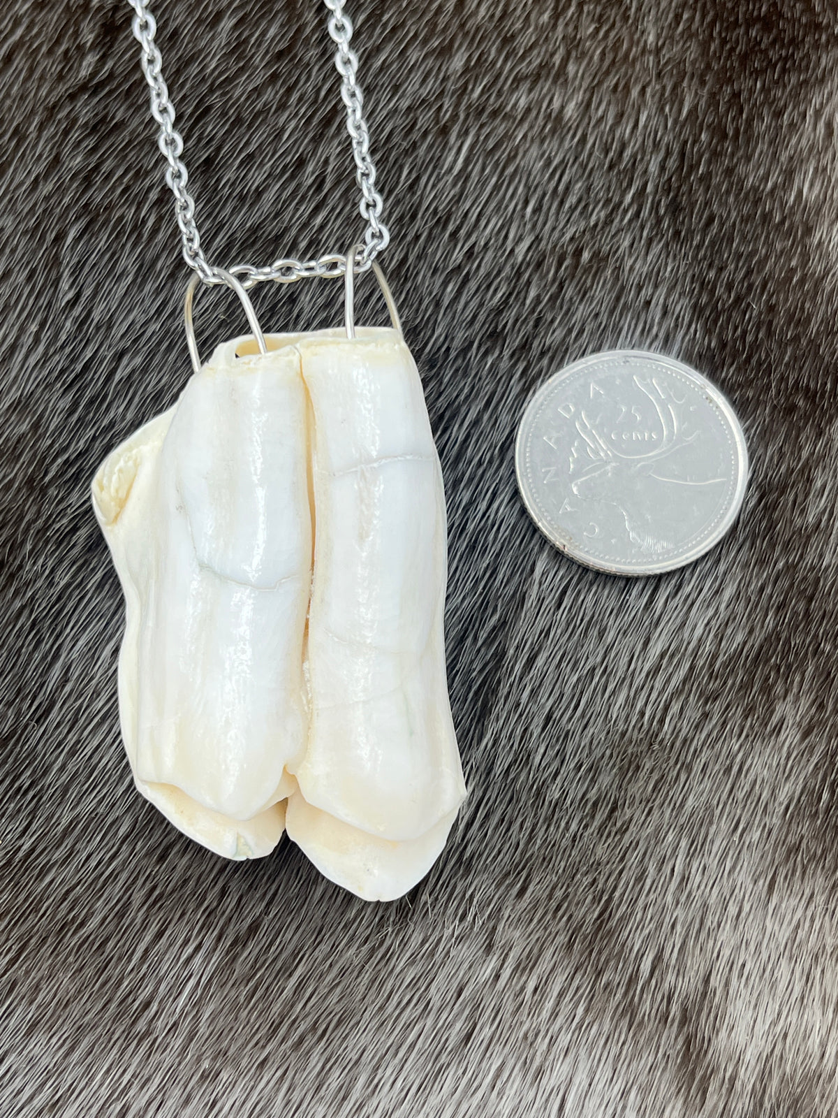 Muskox Tooth Pendant