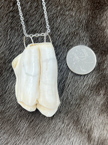 Muskox Tooth Pendant