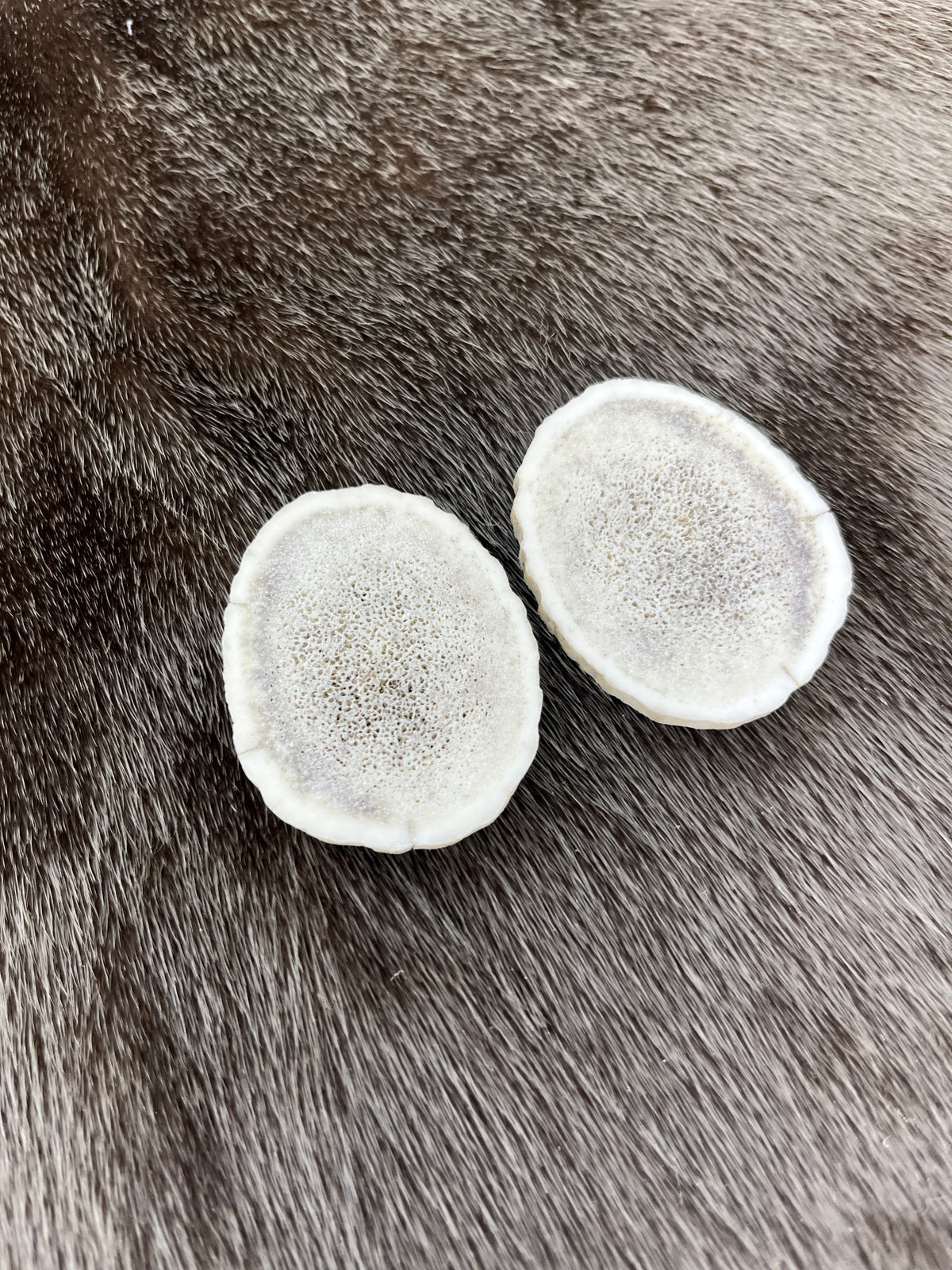 Elk Antler 4