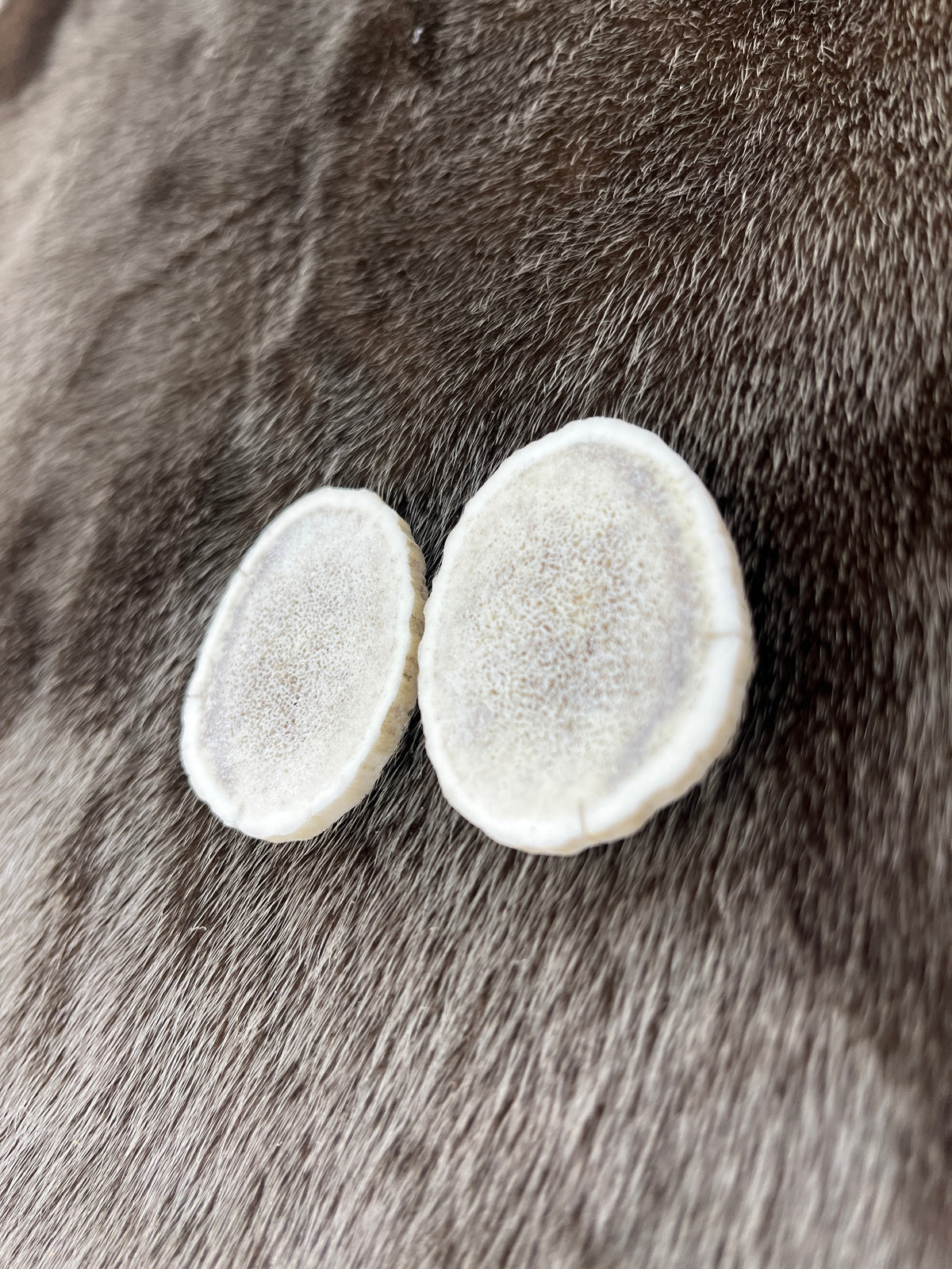 Elk Antler 4