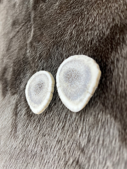 Elk Antler 5