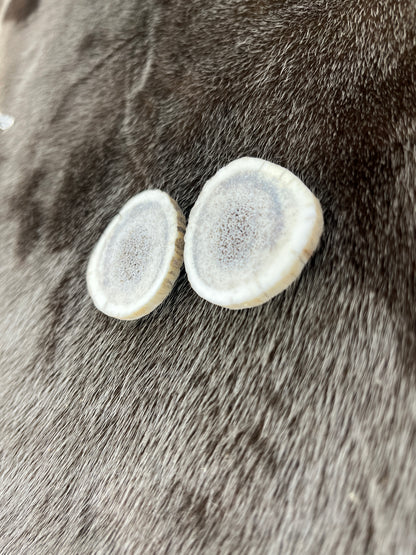 Elk Antler 6