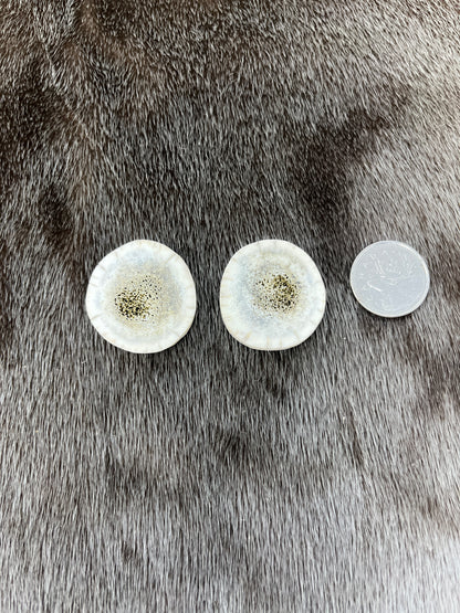 Elk Antler 8