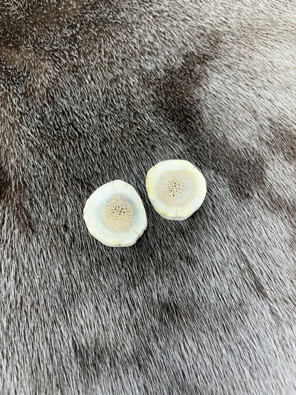 Elk Antler 9
