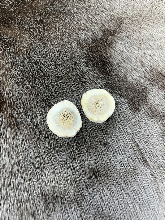 Elk Antler 9